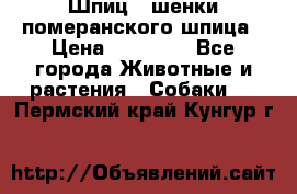 Шпиц - шенки померанского шпица › Цена ­ 20 000 - Все города Животные и растения » Собаки   . Пермский край,Кунгур г.